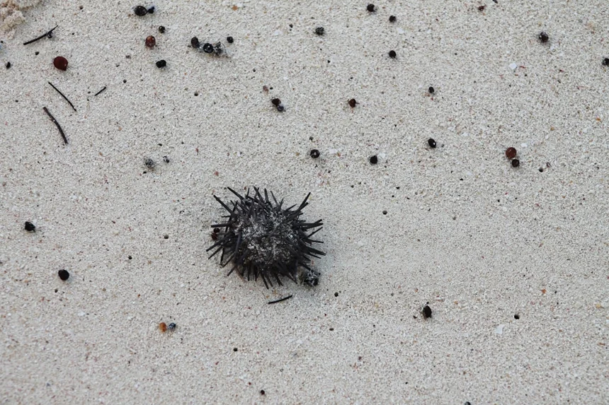Sea Urchin