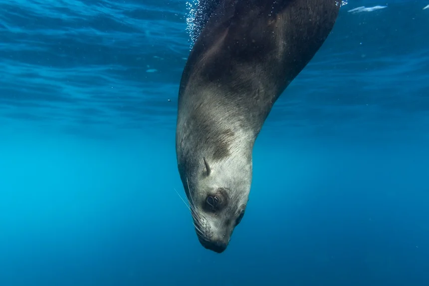 Sea lion