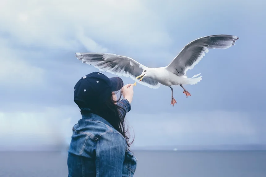 Seagull