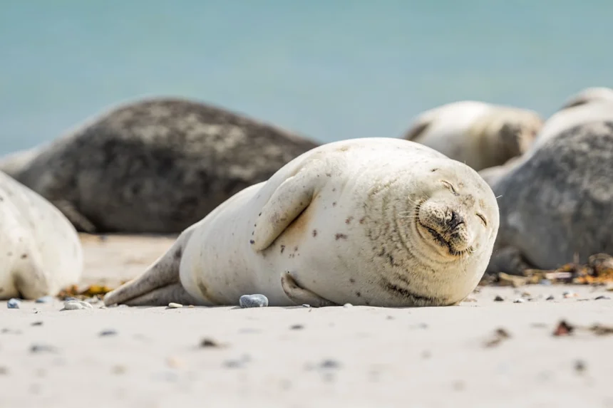 Seal