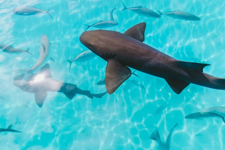 Shark