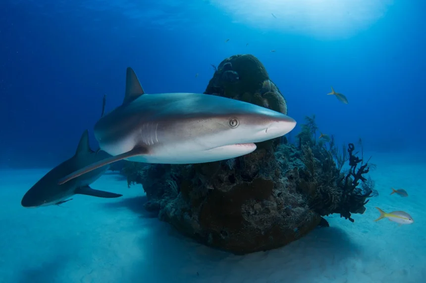 Shark