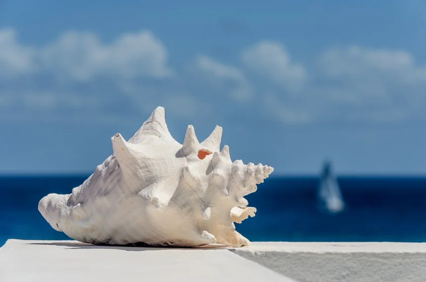 Shell