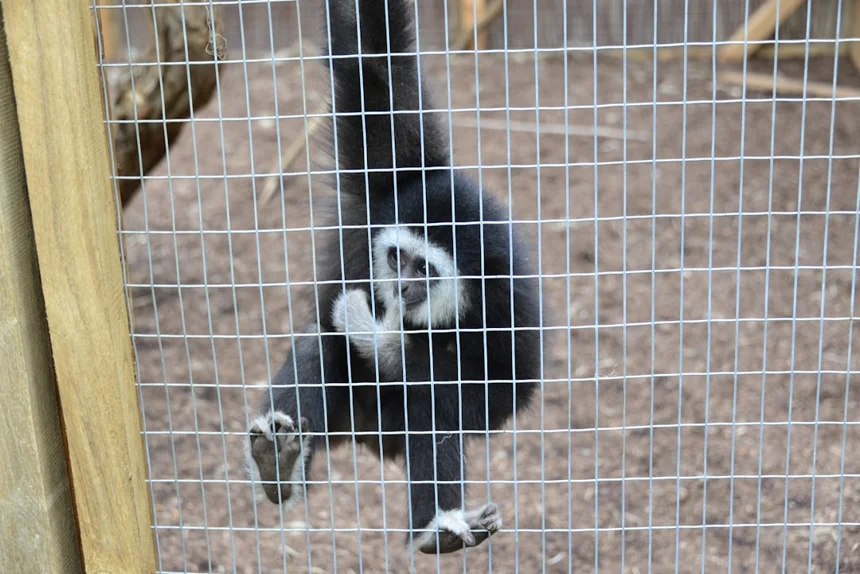 Skunk