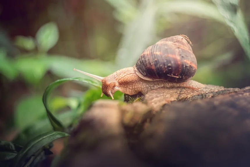 Snail