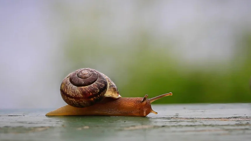 Snail
