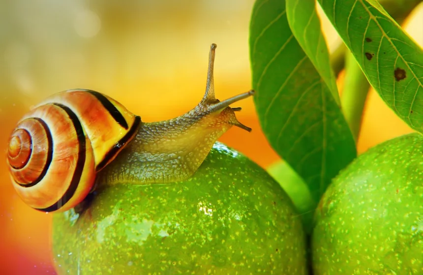 Snail