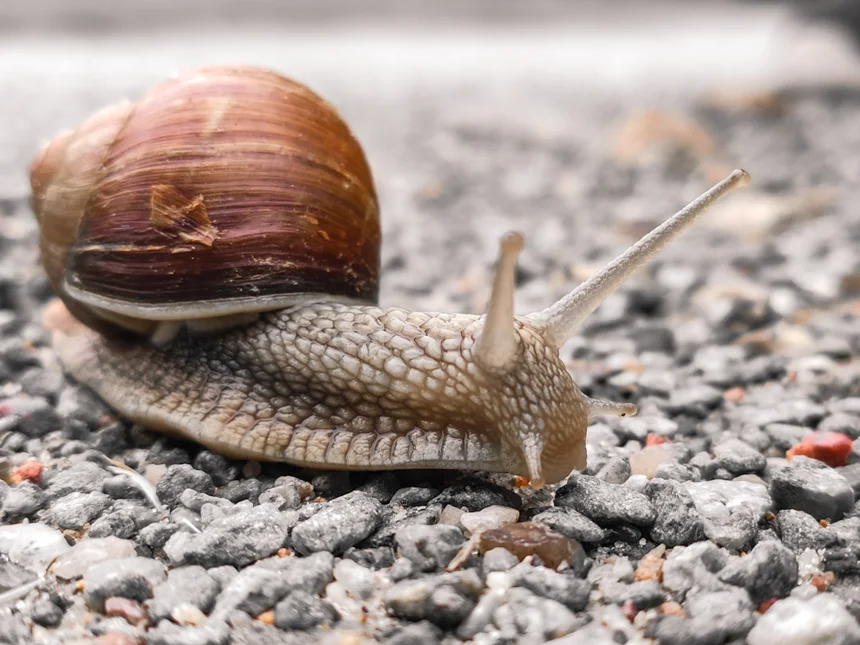Snail