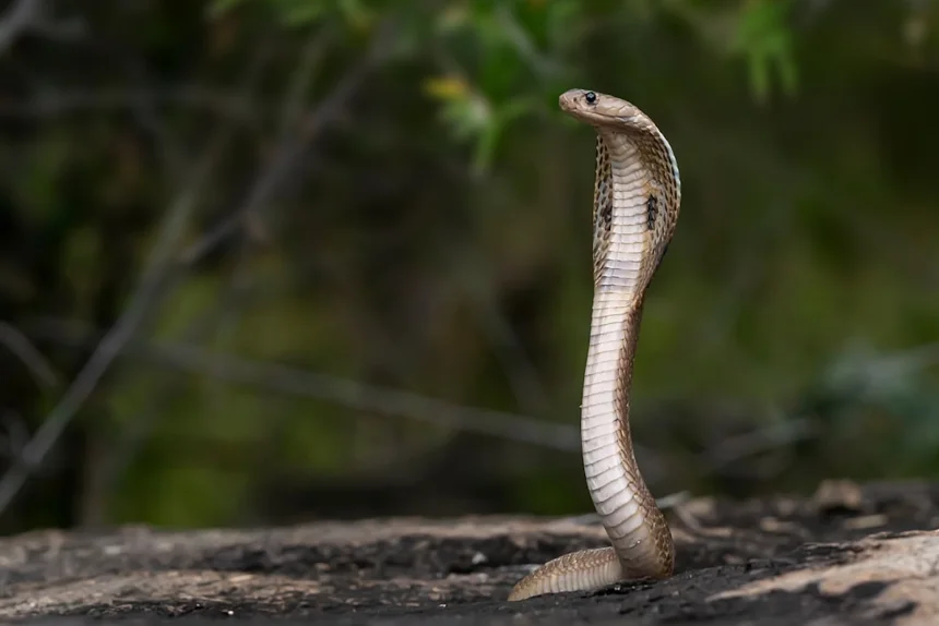 Snake
