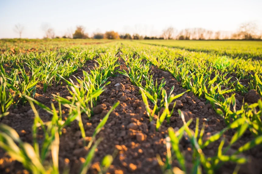 Soil