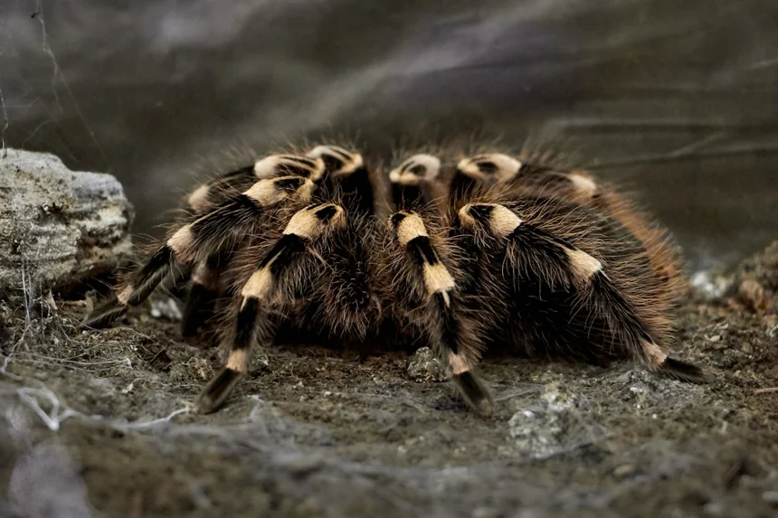 Spider