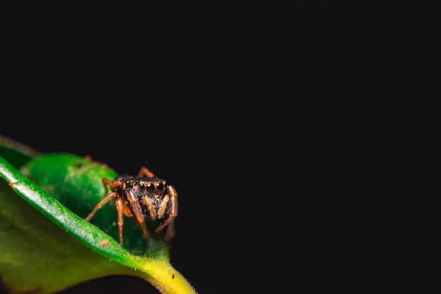 Spider