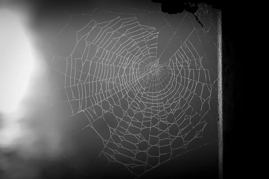 Spiderweb