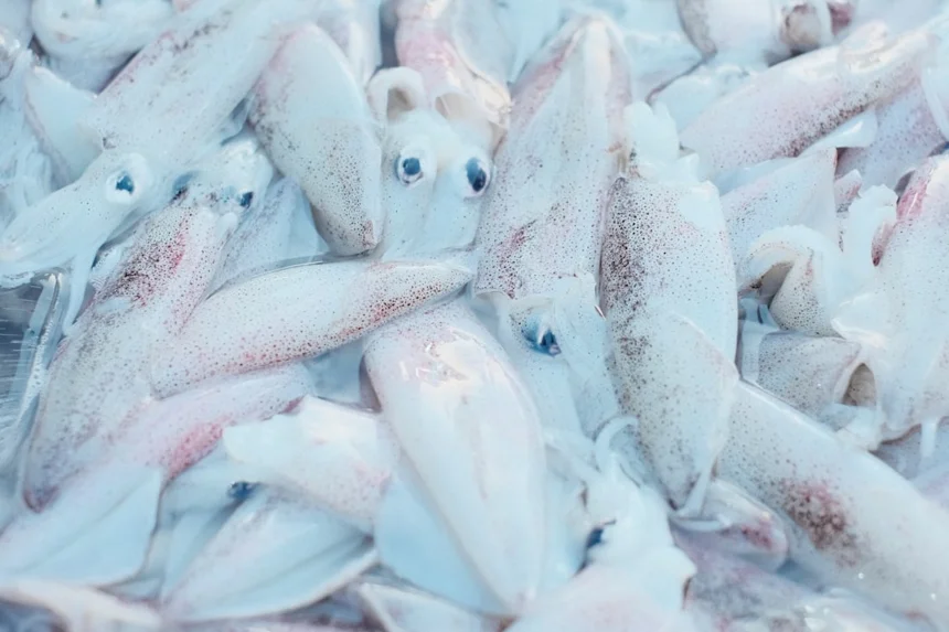 Squid