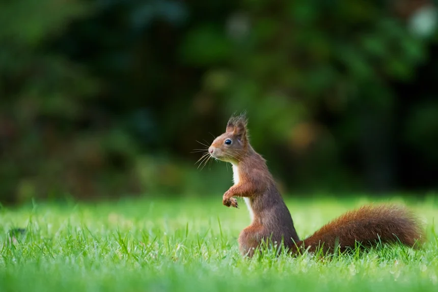 Squirrel