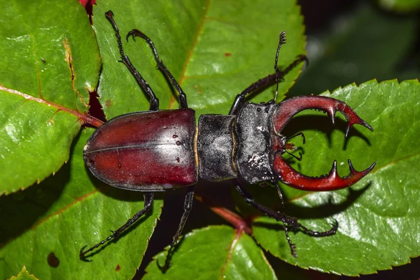 Stagbeetle