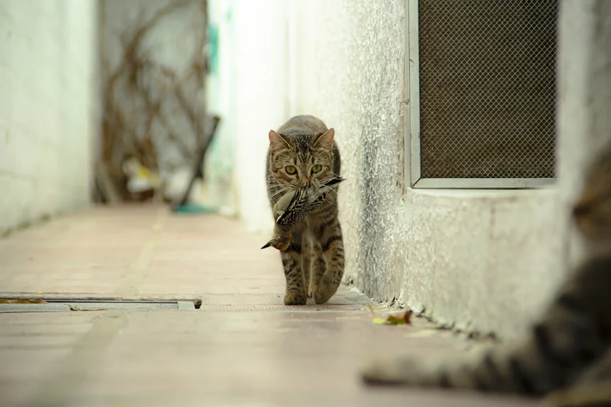 Stalker