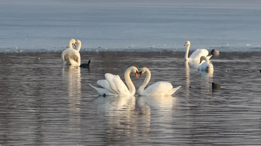 Swan