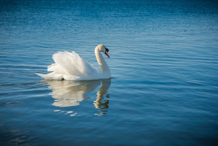 Swan