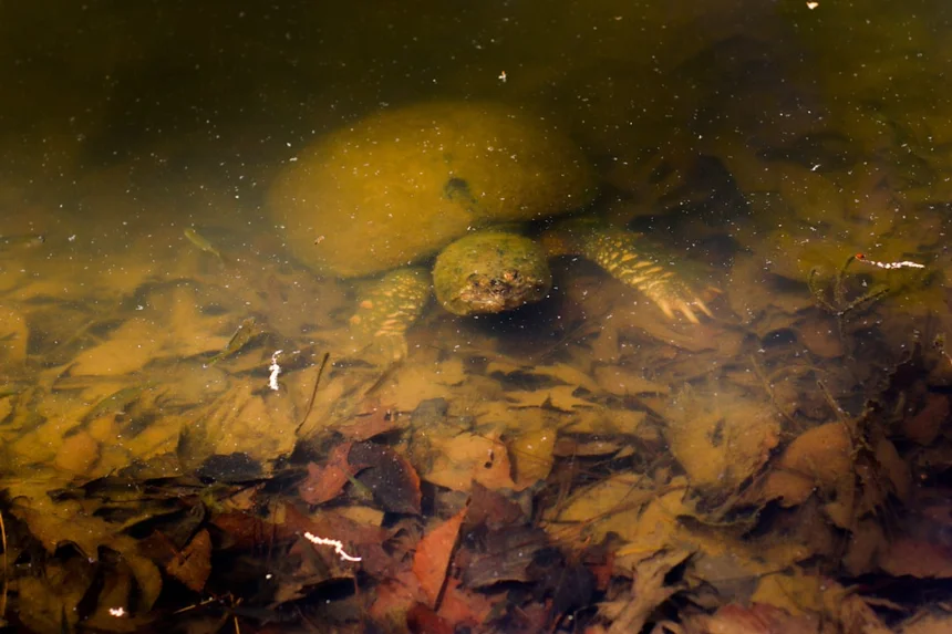 Tadpole