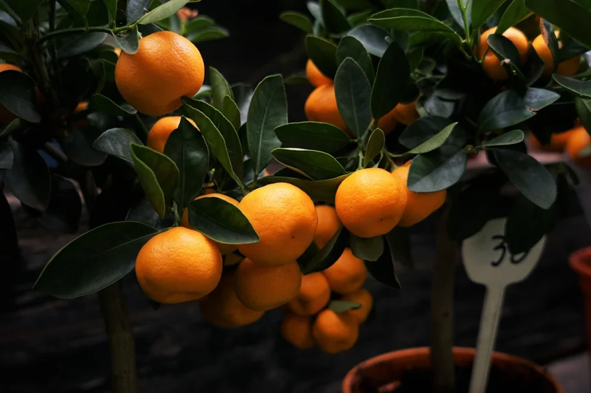 Tangerine