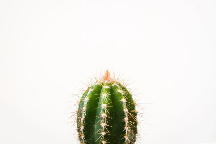 Thorn