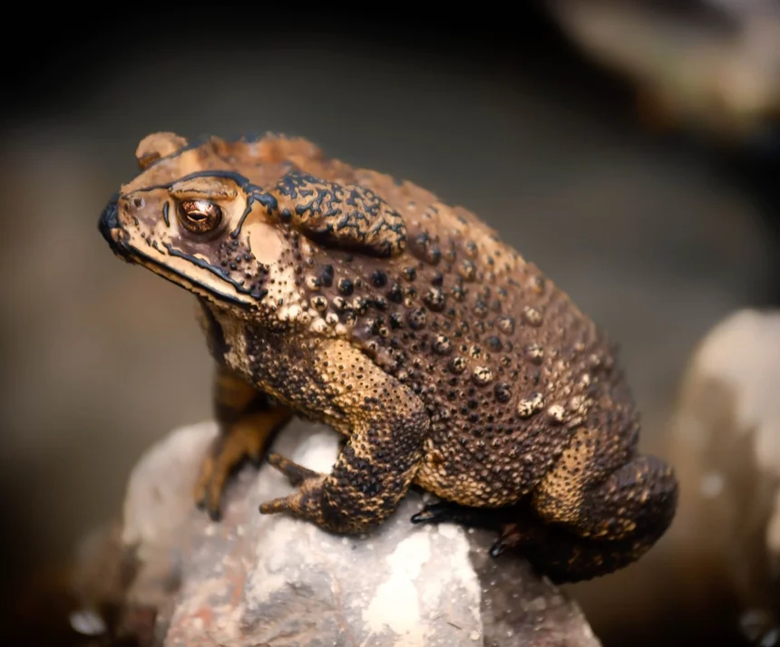 Toad