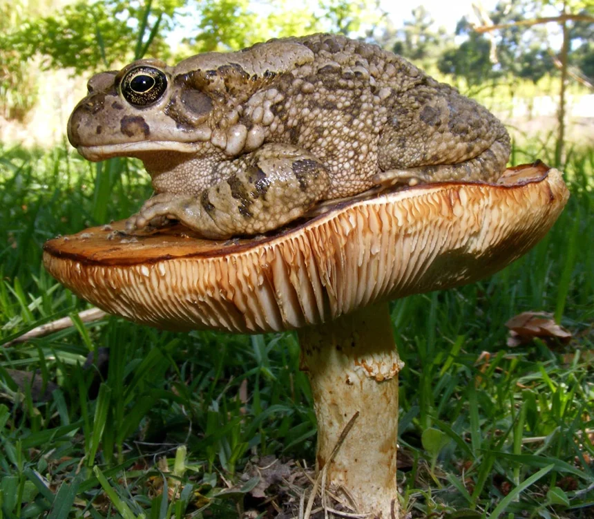 Toad