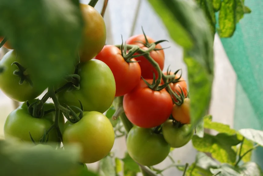 Tomato