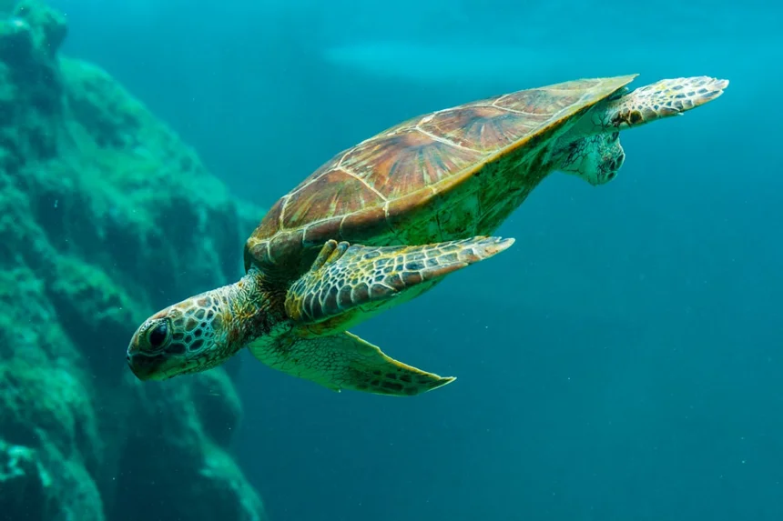 Turtle
