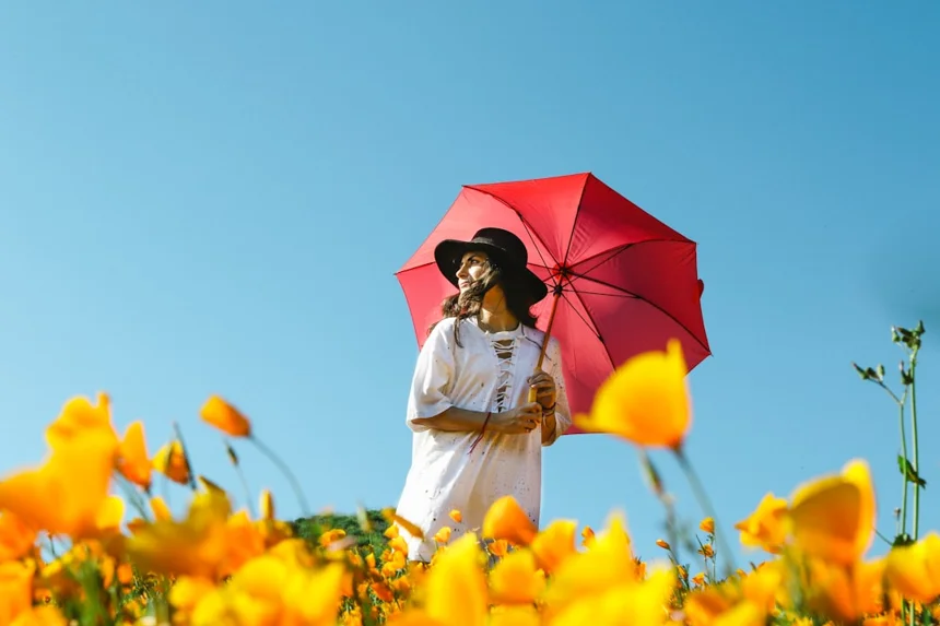Umbrella