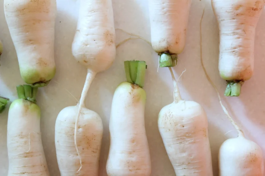 Vegetable.