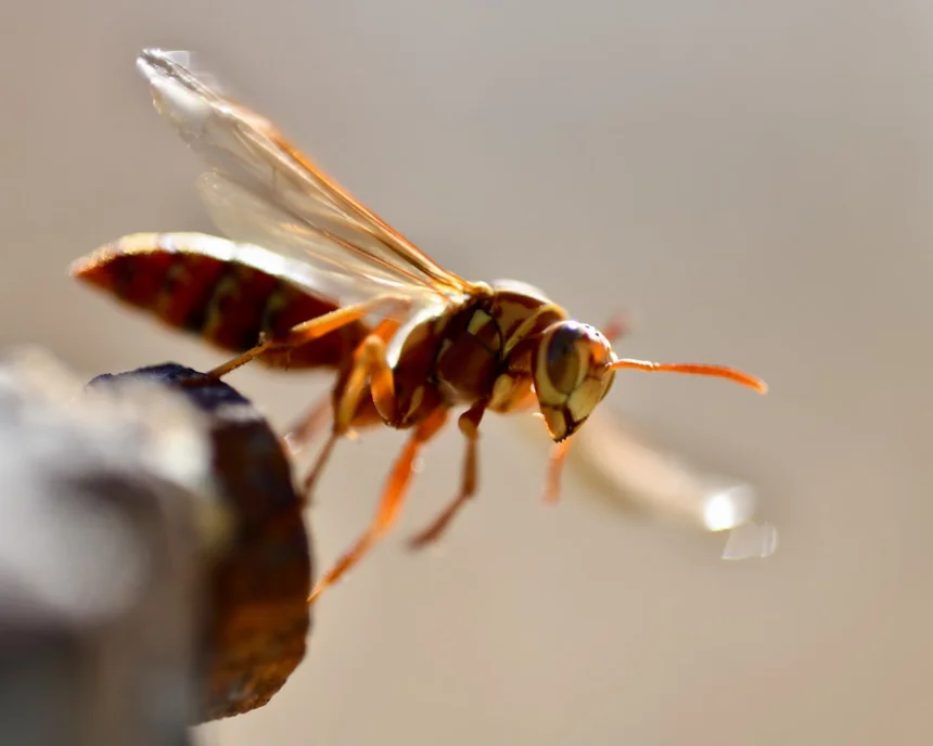 Wasp