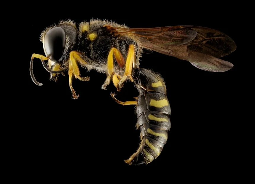 Wasp