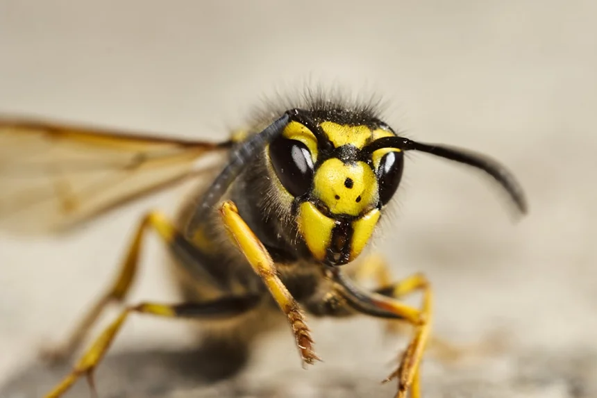 Wasps