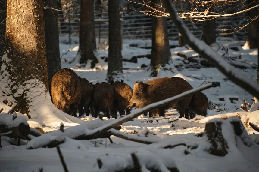 Wild boar