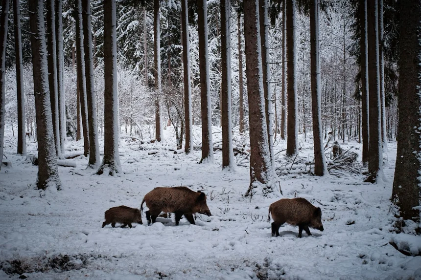 Wild boar