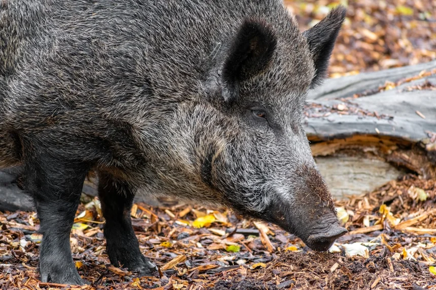 Wild boar