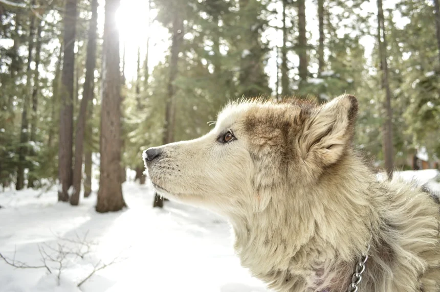 Wolf