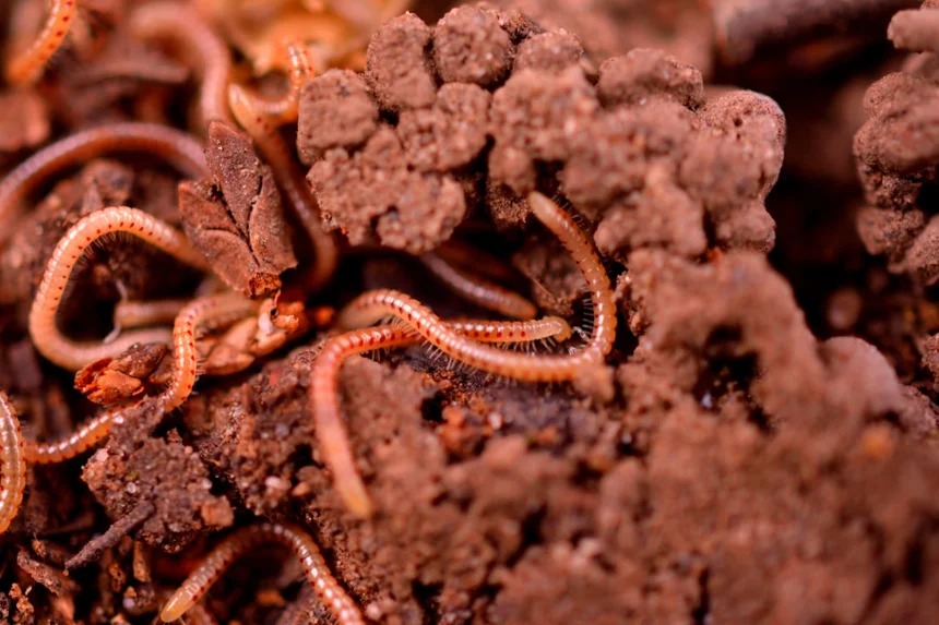 Worm