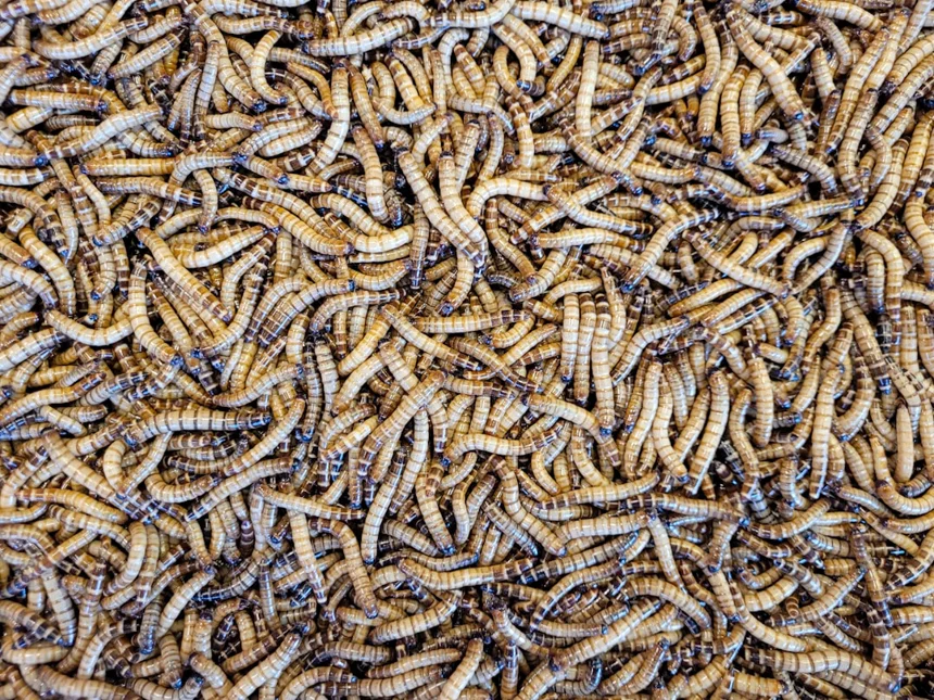 Worm