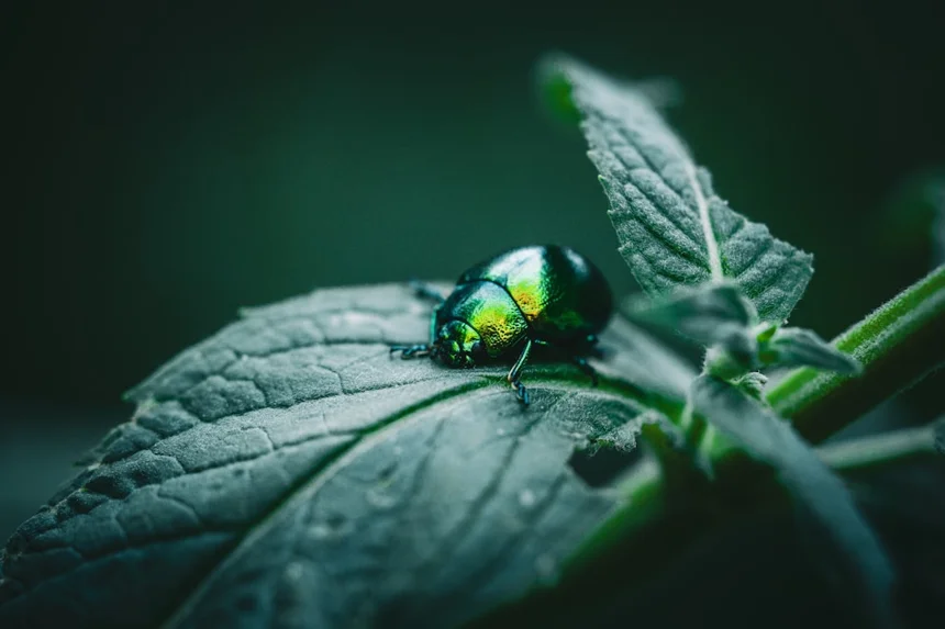 beetle