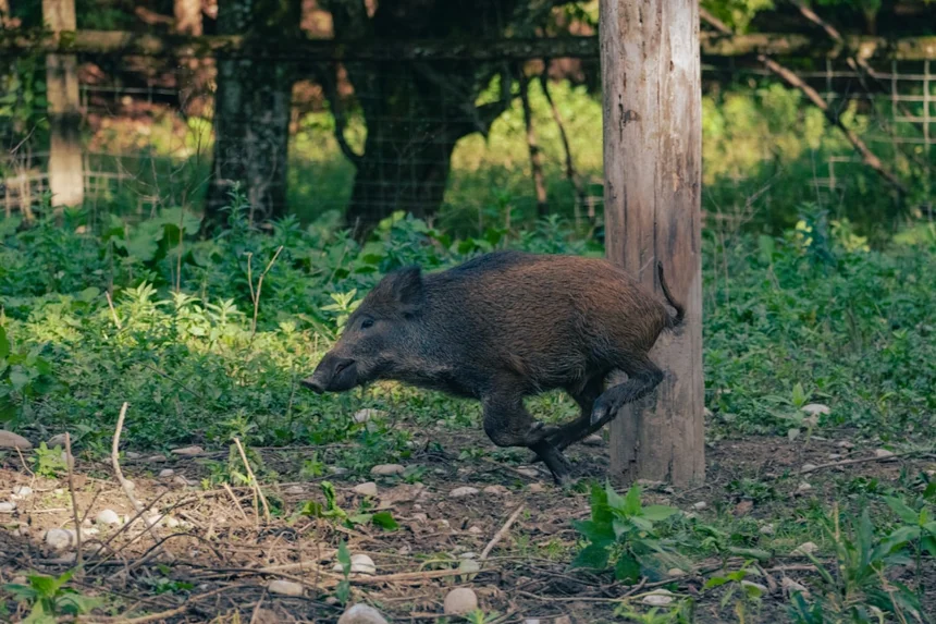 boar