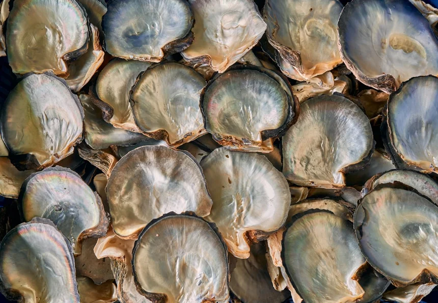 clam