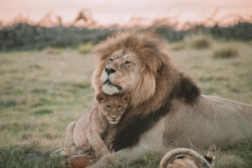 cub