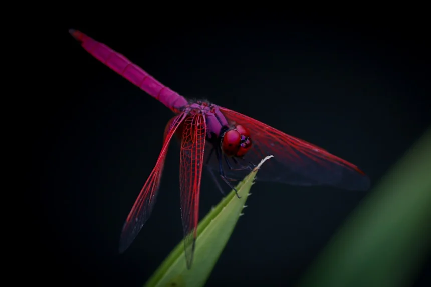 dragonfly