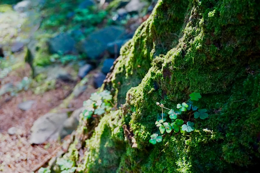 four-leaf clover